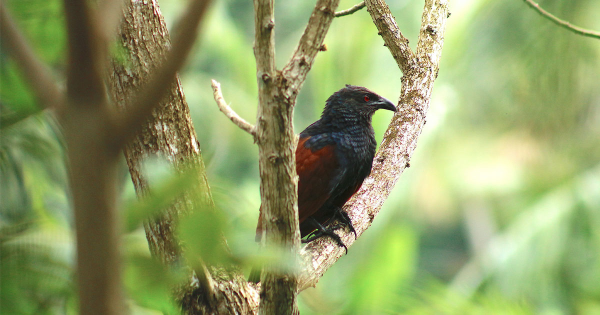 Đôi điều về hình ảnh chim bìm bịp trong dân gian | Ngày ngày viết chữ